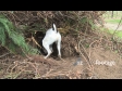 Dog Digging 1 1698